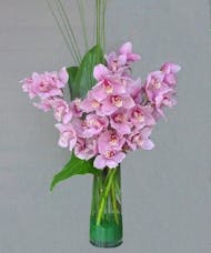 Blush Cymbidium Orchid Design